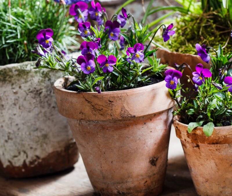 Plant a Kitchen Garden