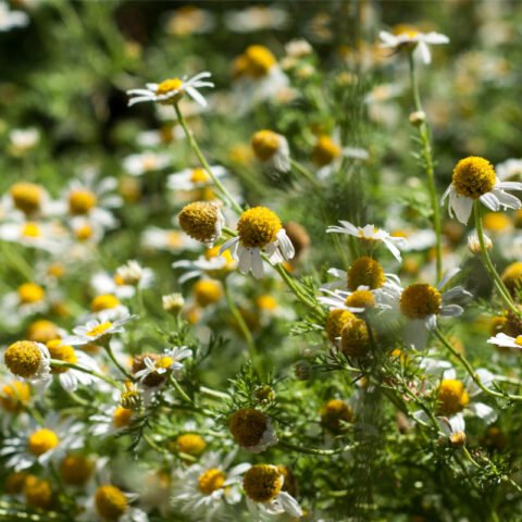 Tea Garden Chamomile