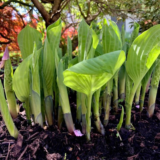 Sauteed Spring Hosta Shoots Recipe
