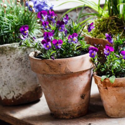 Plant a Kitchen Garden